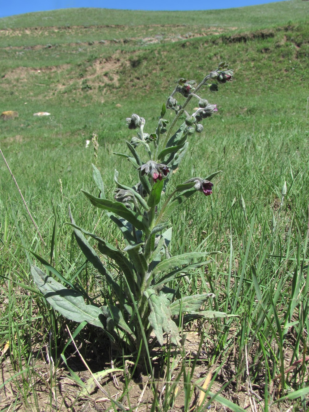 Image of Cynoglossum officinale specimen.