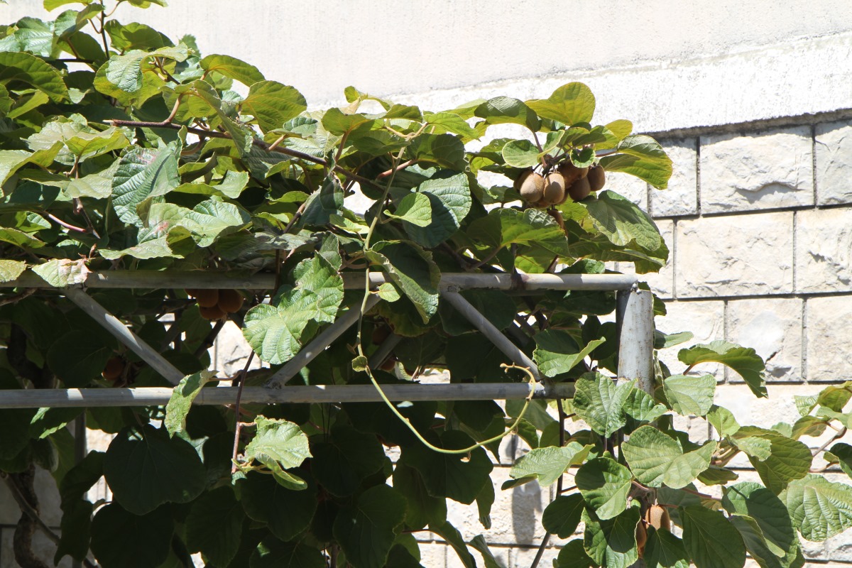 Image of Actinidia chinensis var. deliciosa specimen.