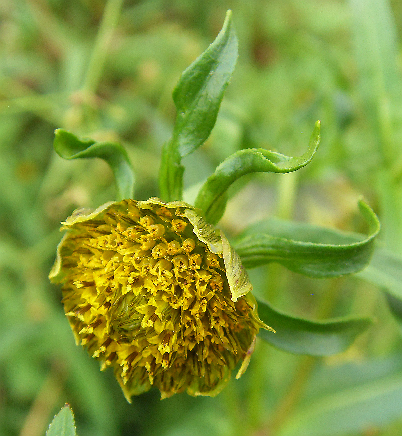 Изображение особи Bidens cernua.