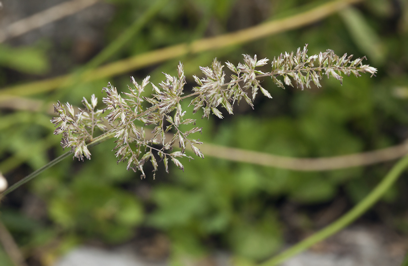 Изображение особи Koeleria tokiensis.