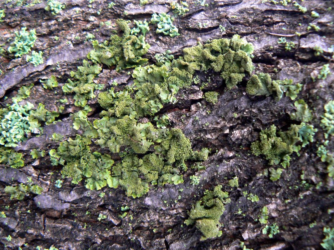 Image of Melanohalea exasperatula specimen.