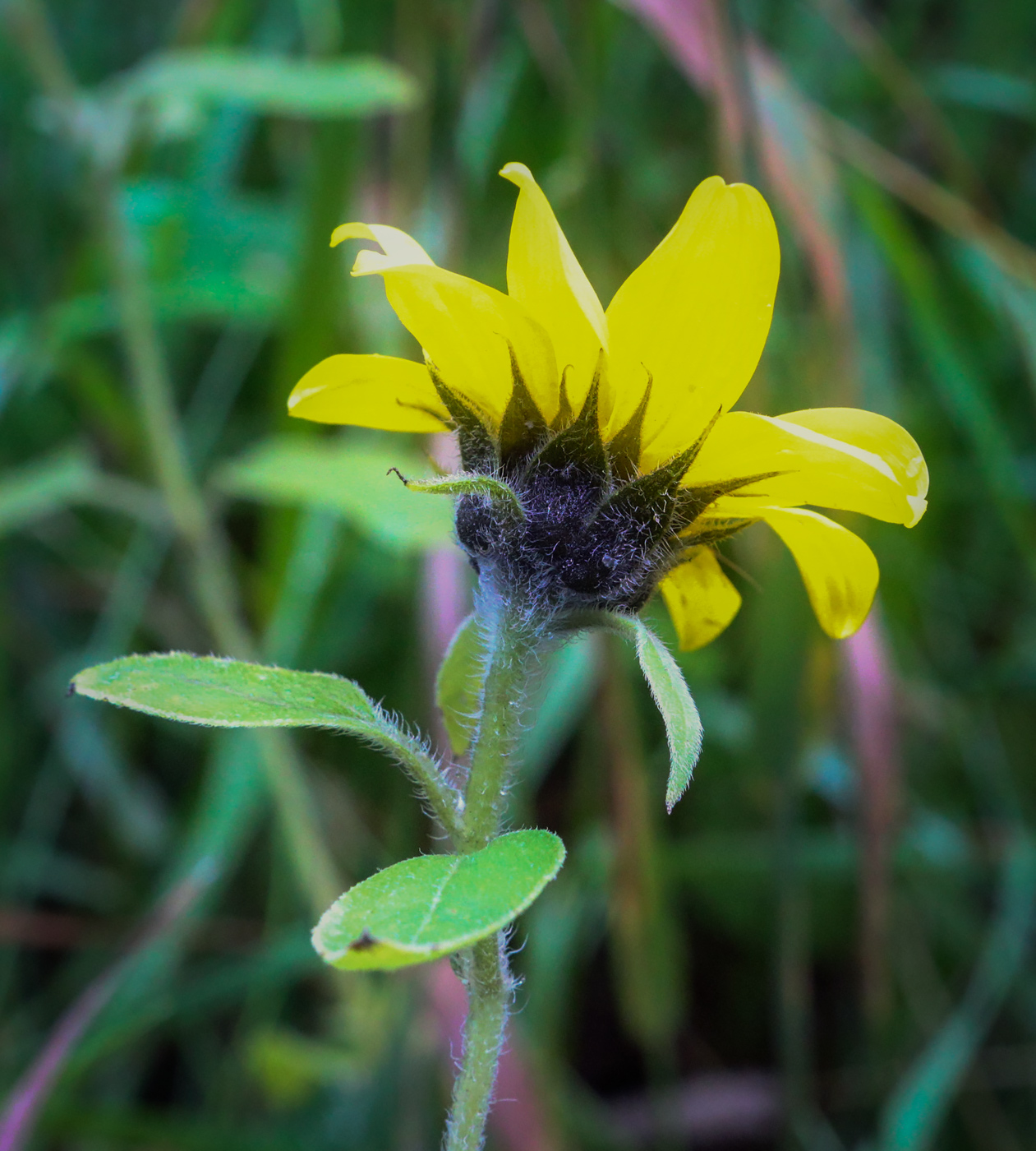 Image of Helianthus annuus specimen.