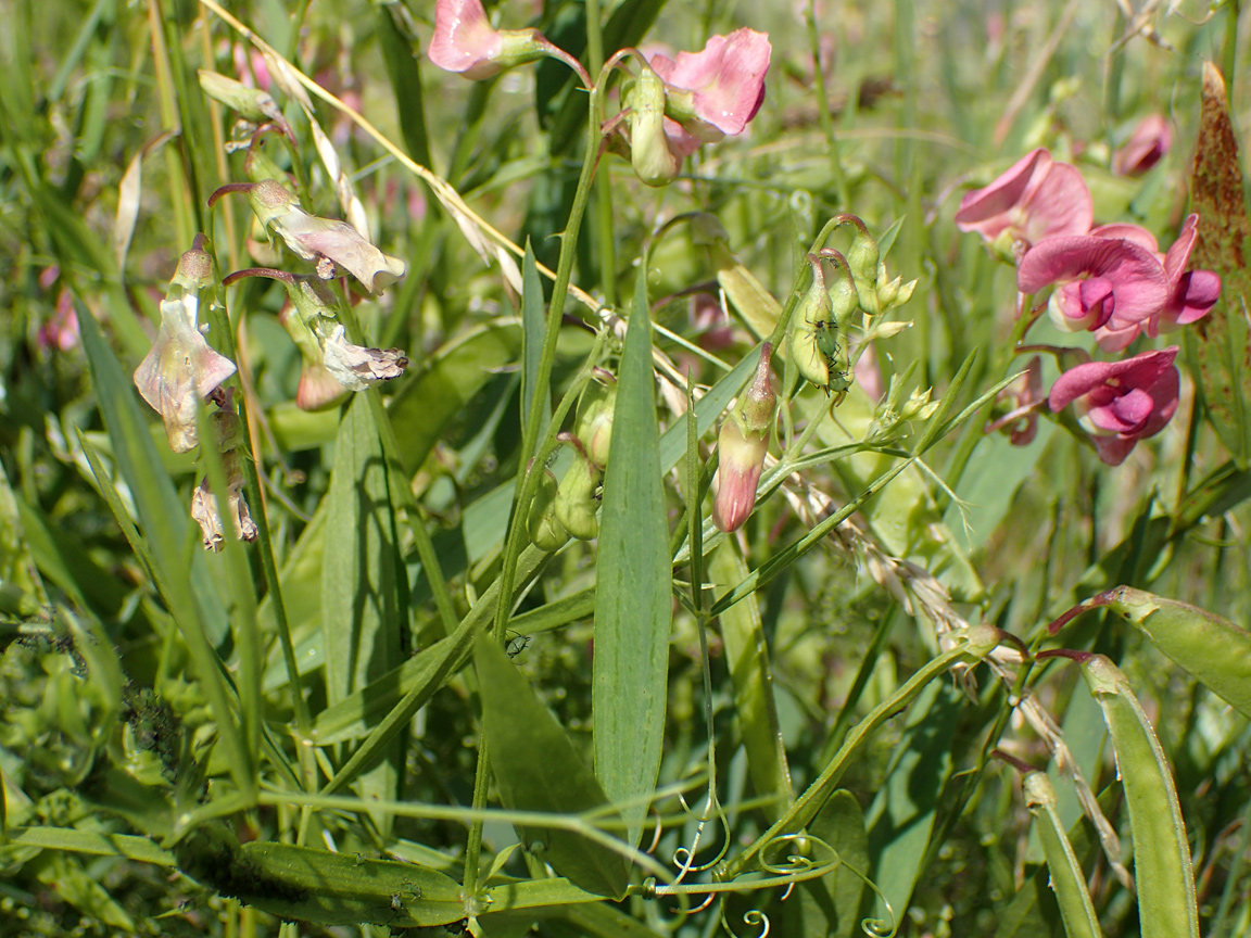 Изображение особи Lathyrus sylvestris.