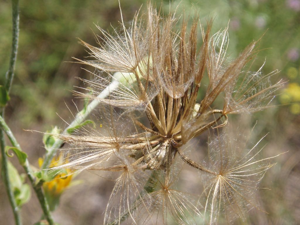 Изображение особи Tragopogon ucrainicus.