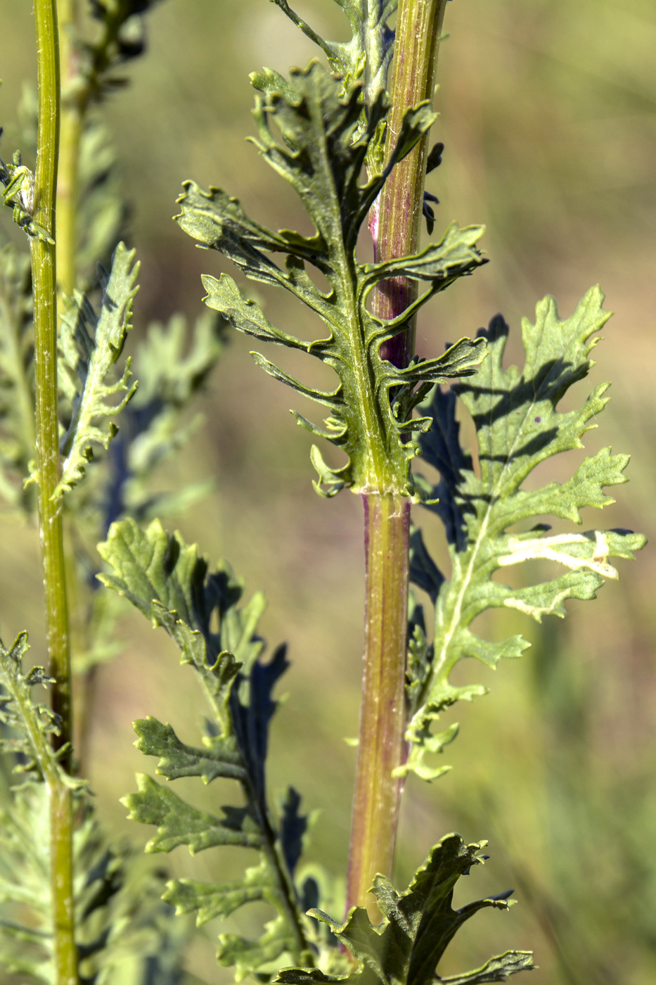 Изображение особи Senecio jacobaea.