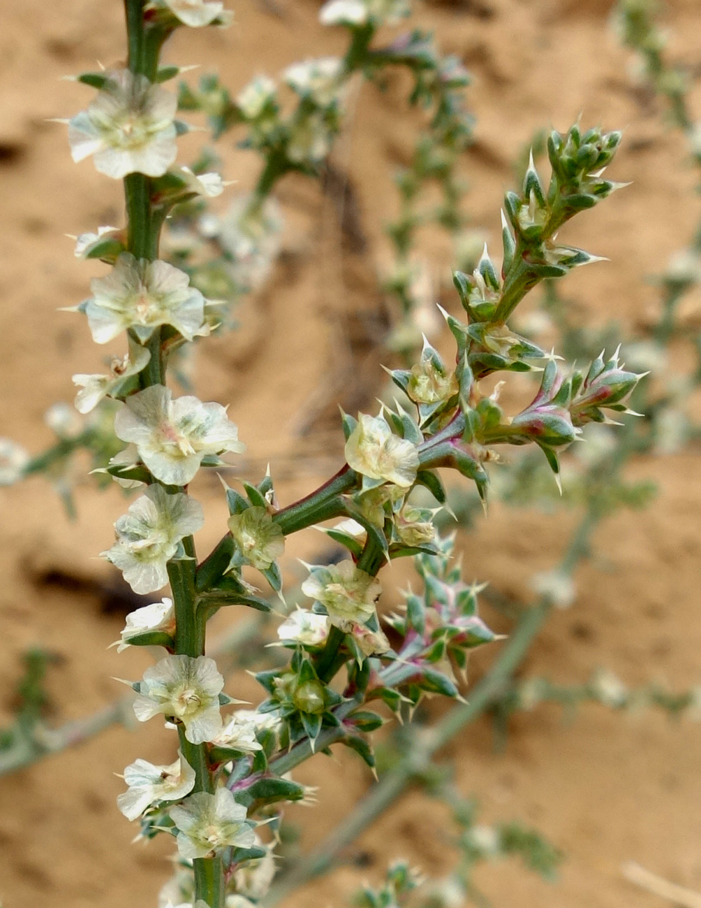 Изображение особи Salsola tragus.