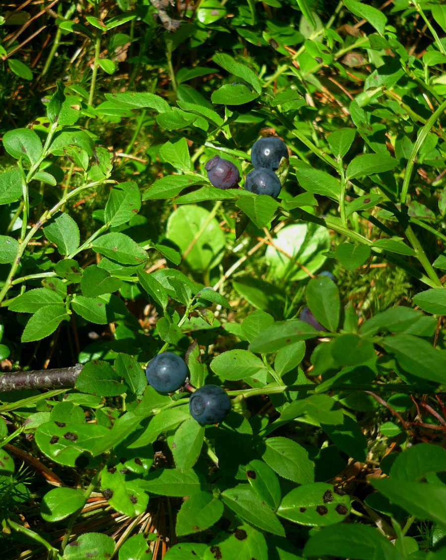 Image of Vaccinium myrtillus specimen.