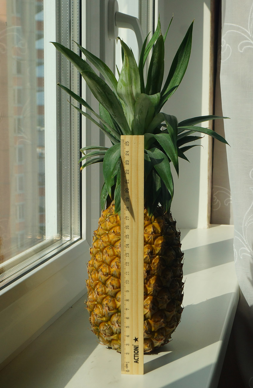 Изображение особи Ananas comosus.