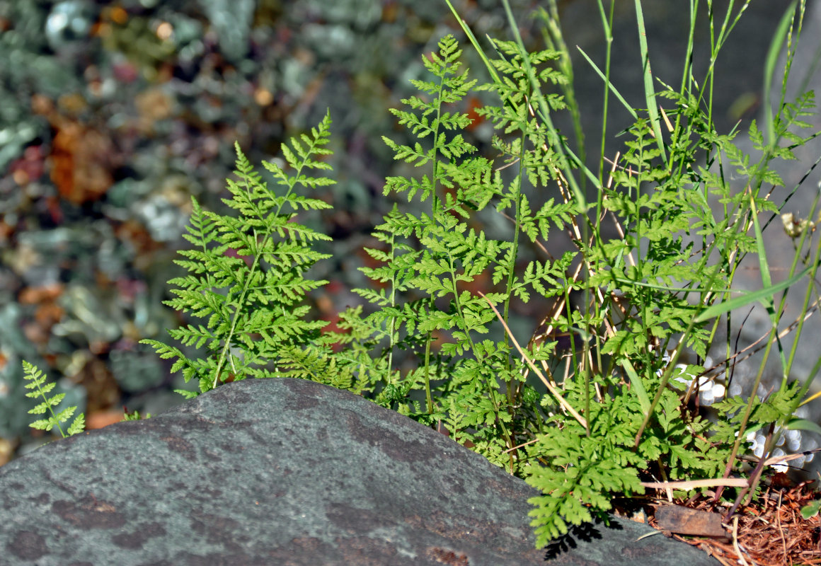 Изображение особи Cystopteris fragilis.