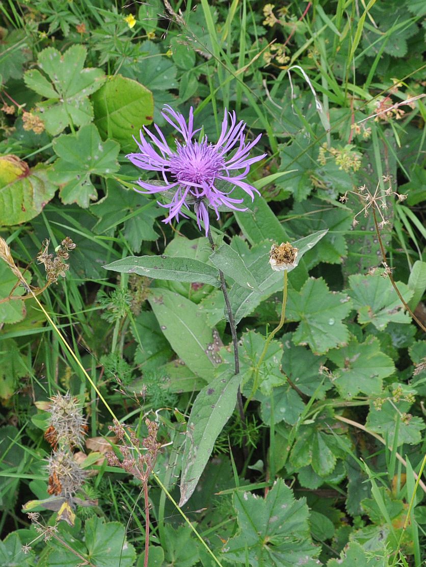 Image of Centaurea salicifolia specimen.