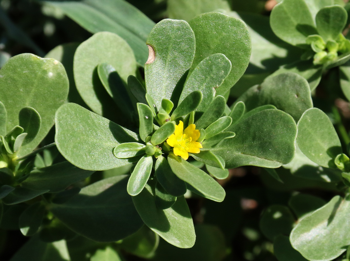 Изображение особи Portulaca oleracea.