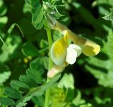 Vicia hybrida