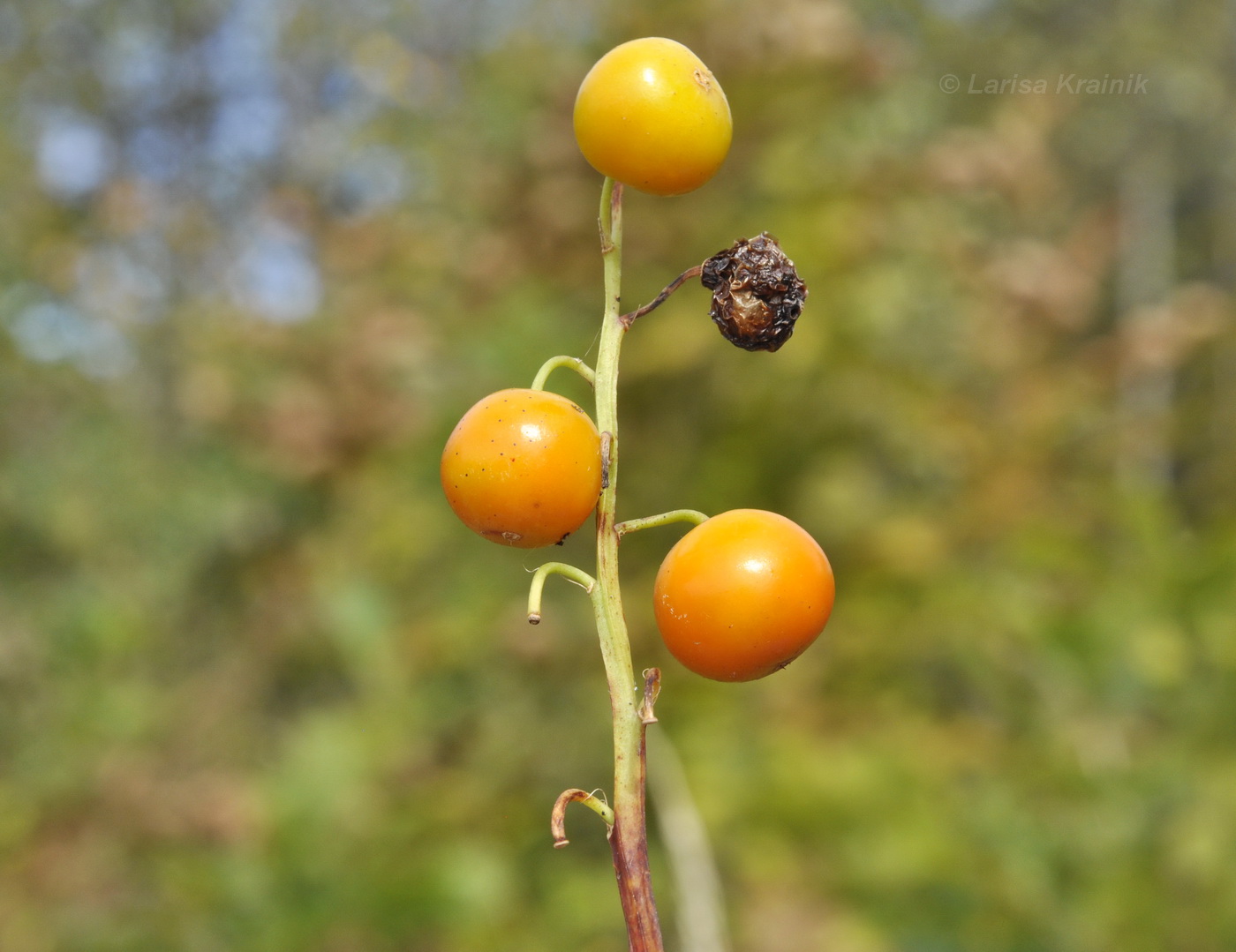 Image of Convallaria keiskei specimen.