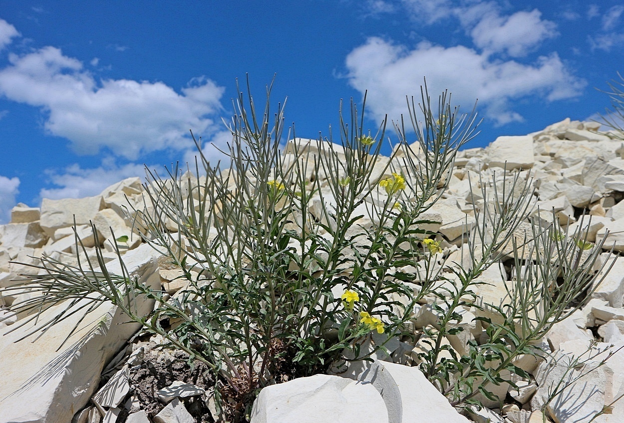 Изображение особи Erysimum callicarpum.