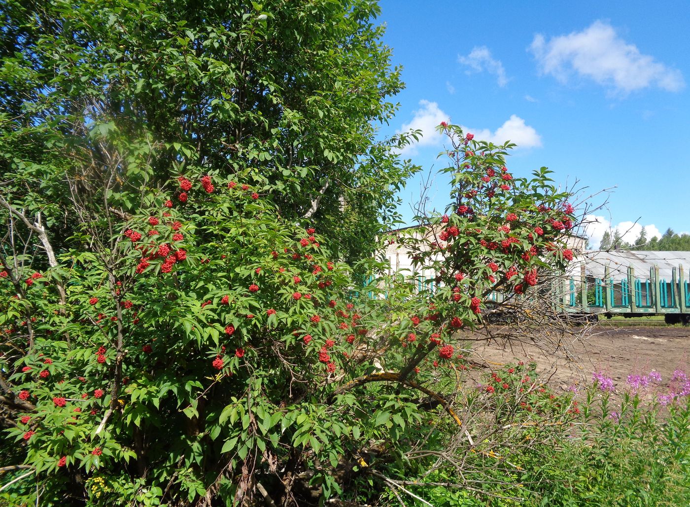 Image of Sambucus racemosa specimen.