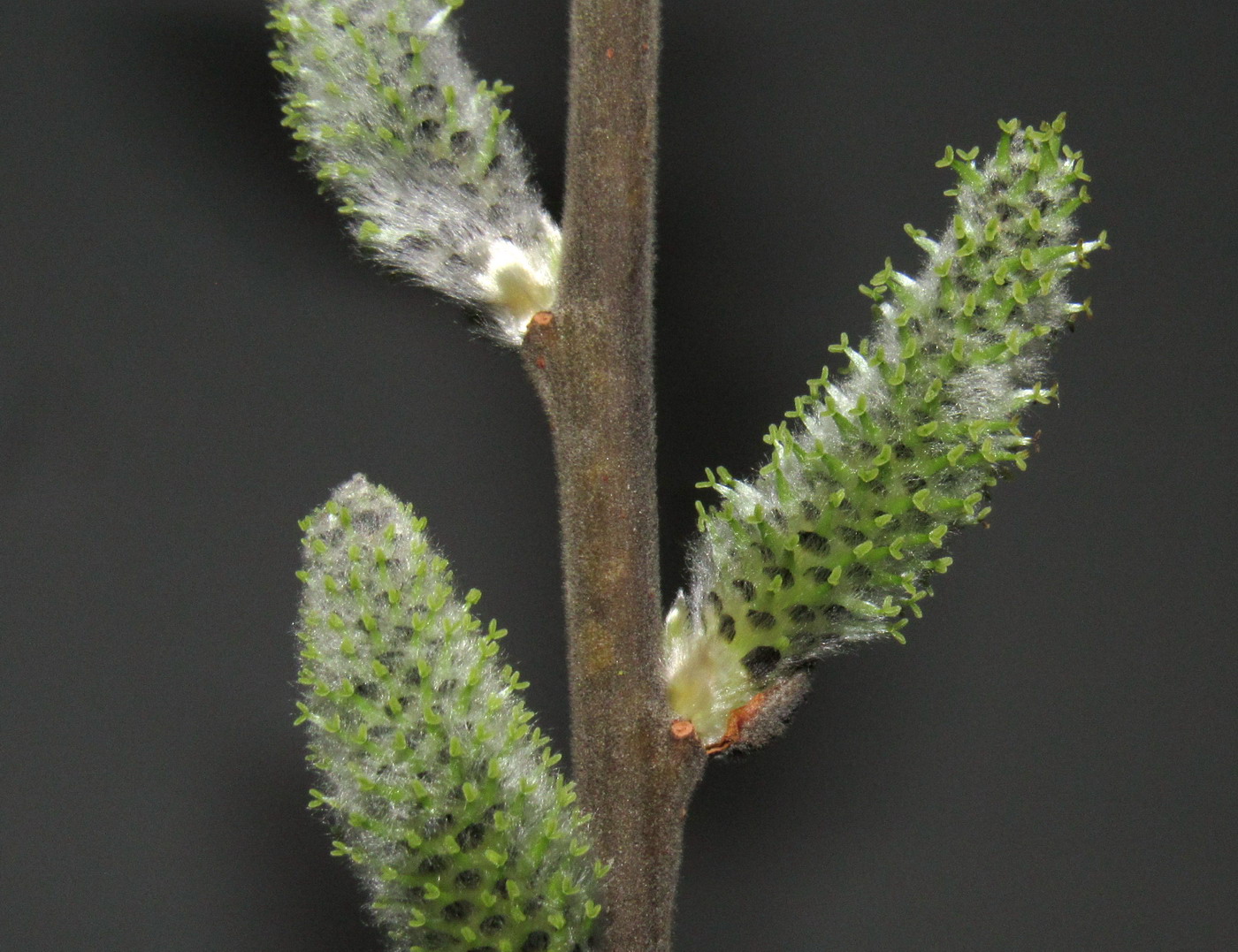 Image of Salix gmelinii specimen.