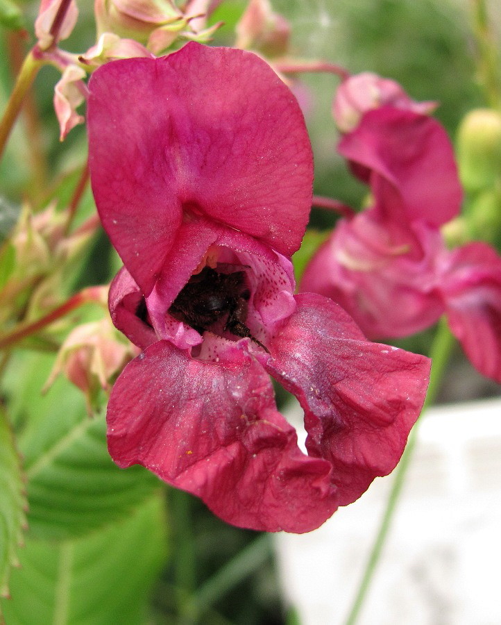 Image of Impatiens glandulifera specimen.