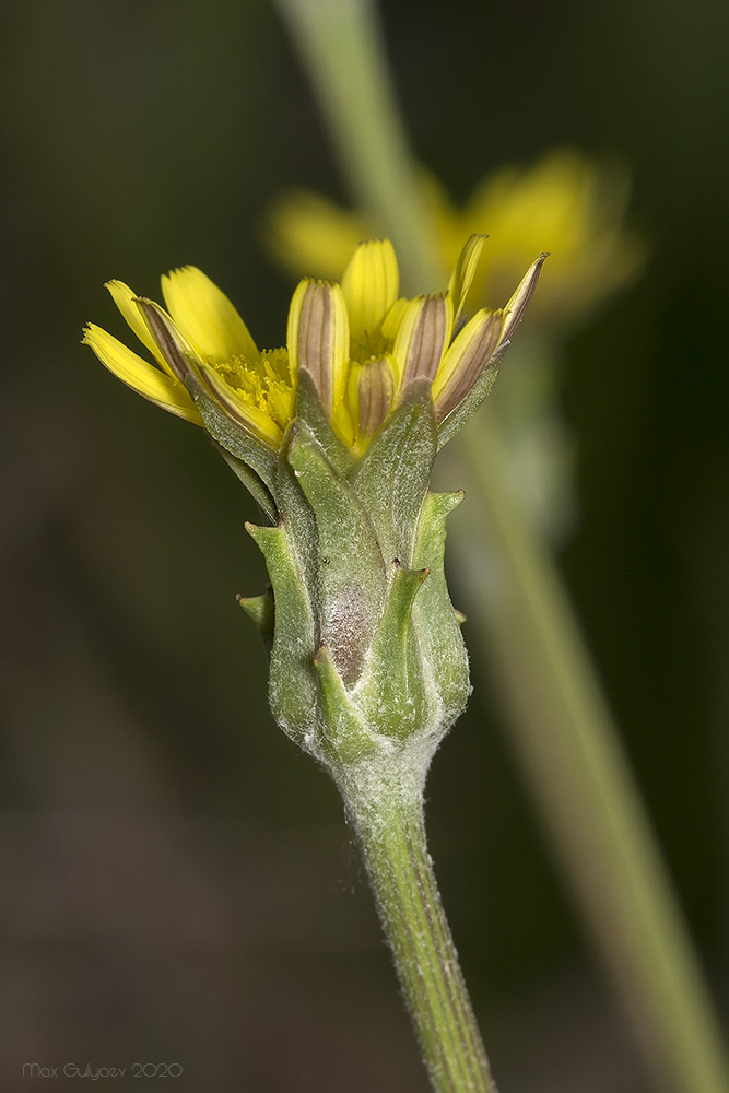 Image of Scorzonera laciniata specimen.