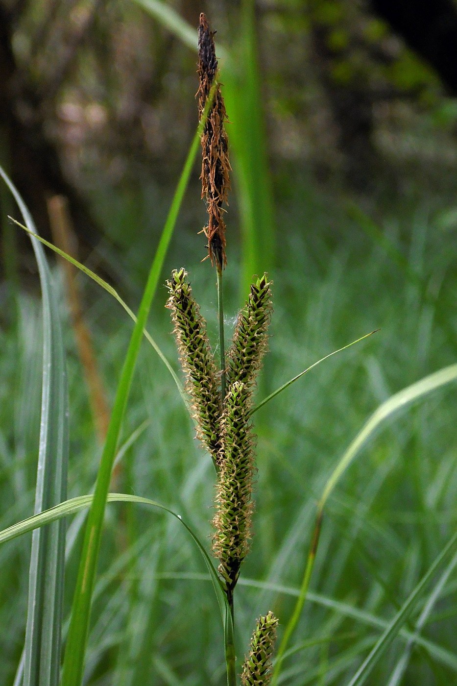 Изображение особи Carex acutiformis.