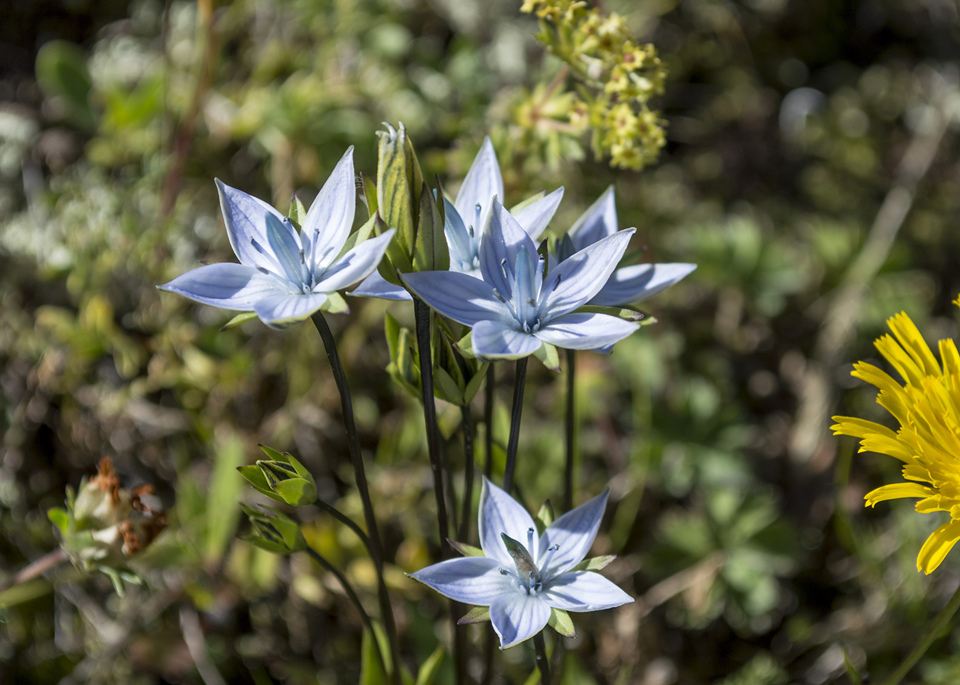 Изображение особи Lomatogonium carinthiacum.