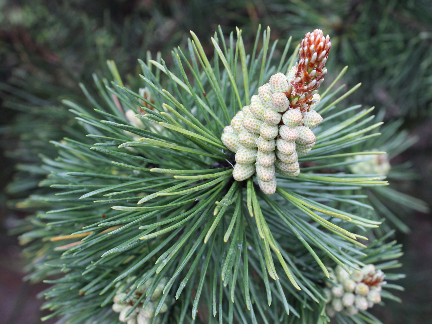 Image of Pinus mugo specimen.