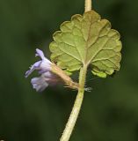 Glechoma hederacea. Часть побега с цветками. Приморский край, г. Владивосток, окр. ж.-д. ст. Вторая Речка, обочина грунтовой дороги на морской террасе. 05.06.2020.