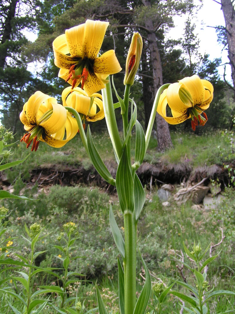 Image of Lilium jankae specimen.