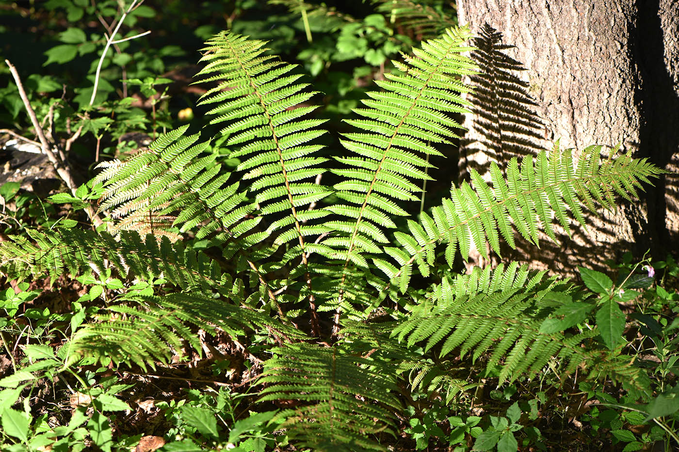 Изображение особи Dryopteris crassirhizoma.