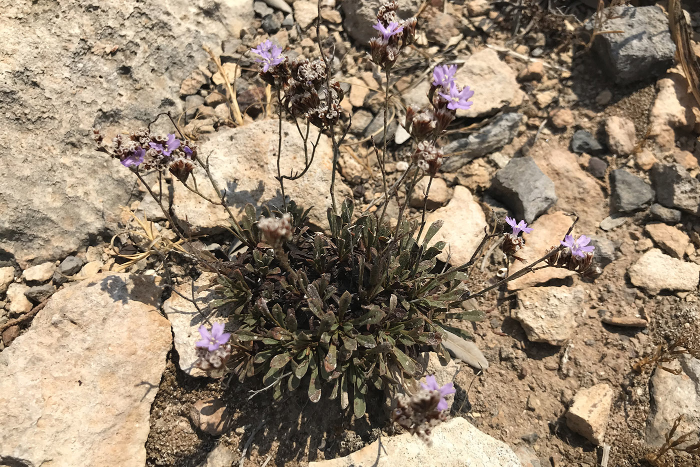 Изображение особи Limonium virgatum.