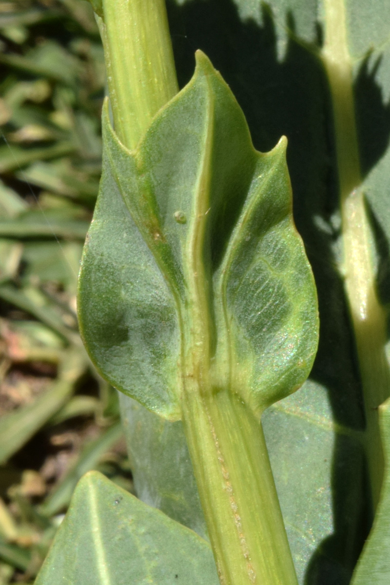 Image of Ligularia alpigena specimen.