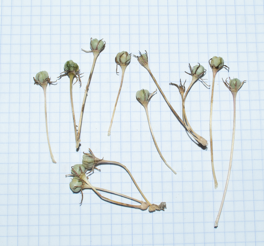 Image of Allium schubertii specimen.