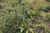 Swertia obtusa. Цветущее растение рядом с Dasiphora fruticosa. Республика Алтай, Усть-Коксинский р-н, луг на берегу реки Мульта. 28 июля 2020 г.
