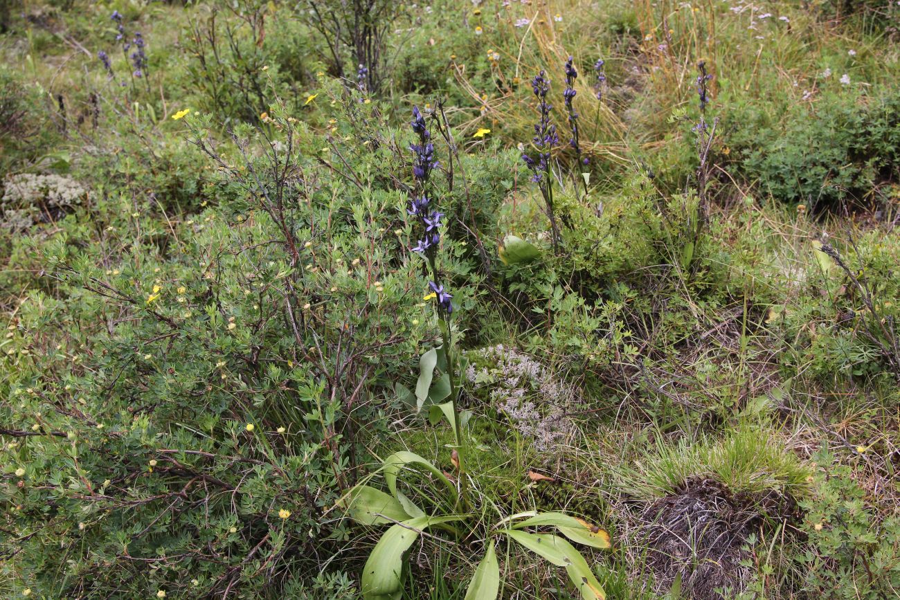 Image of Swertia obtusa specimen.