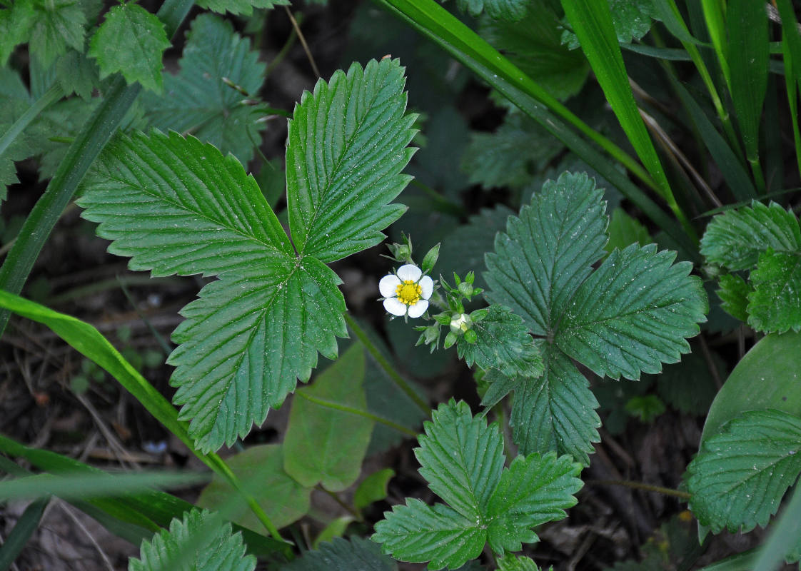 Image of Fragaria vesca specimen.