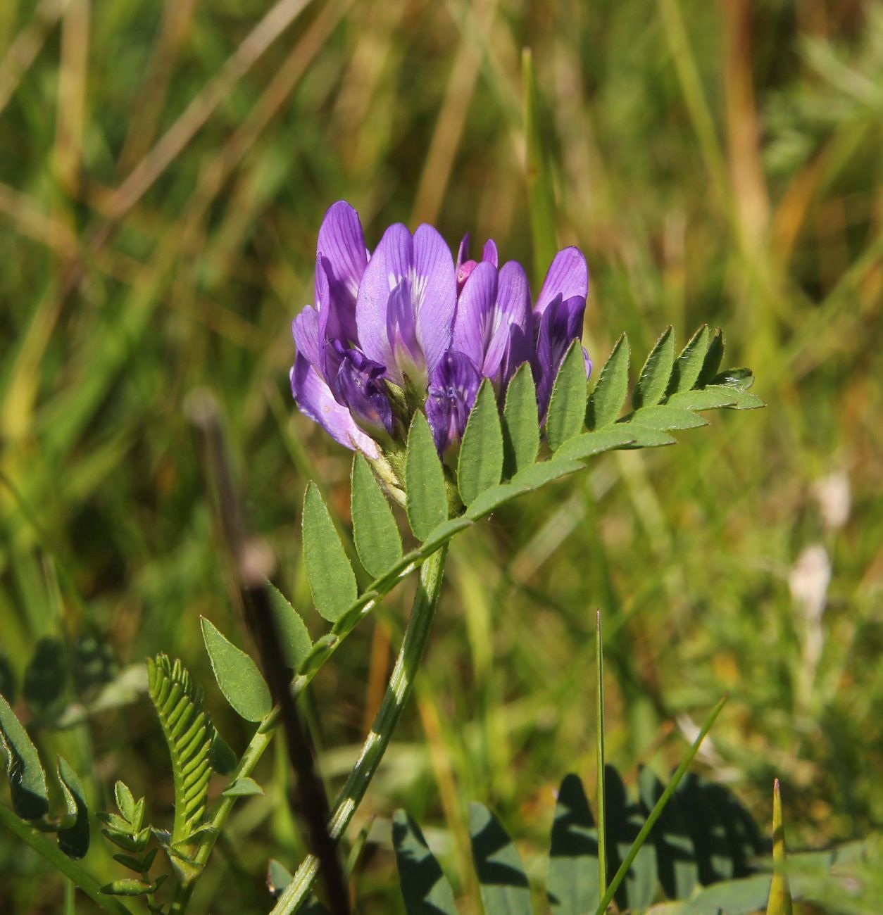 Изображение особи Astragalus danicus.