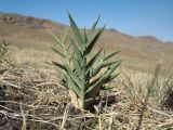 Phragmites australis. Вегетирующее растение. Южный Казахстан, Сырдарьинский Каратау, горы Улькунбурултау, ≈ 900 м н.у.м., степь на пологом глинистом склоне сев. экспозиции. 15 сентября 2020 г.