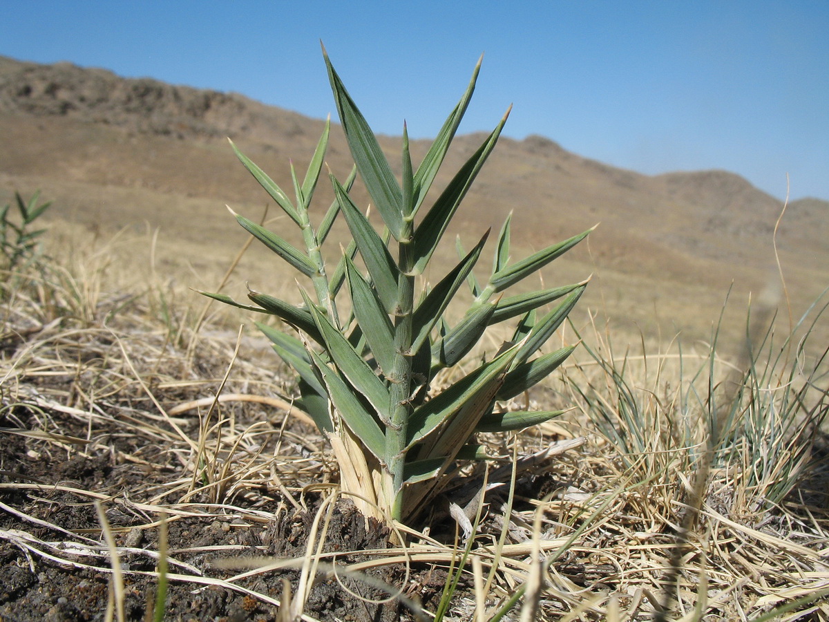 Изображение особи Phragmites australis.