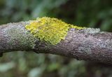 Xanthoria parietina