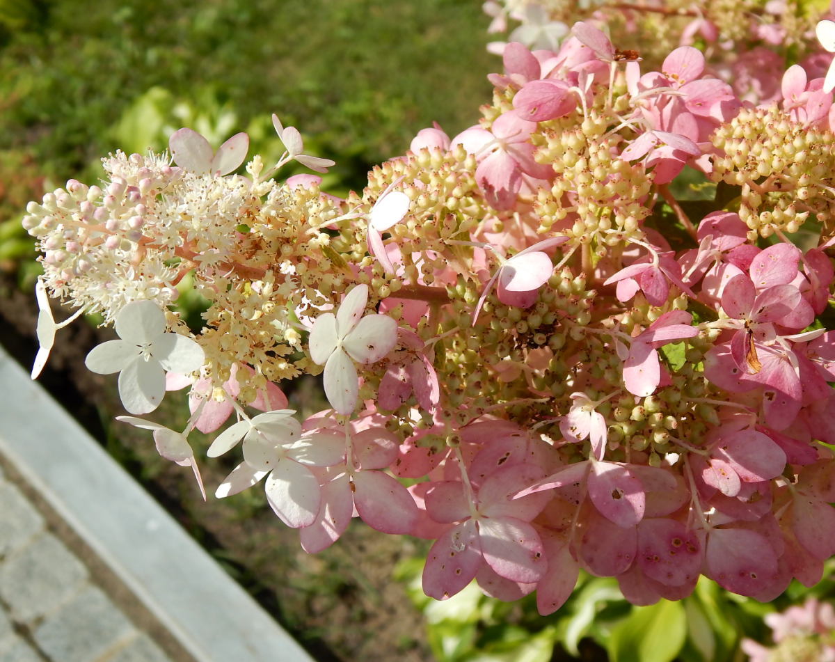 Image of Hydrangea paniculata specimen.
