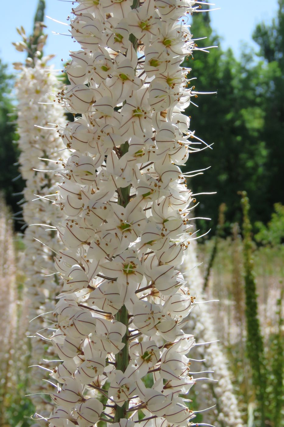 Изображение особи Eremurus tianschanicus.