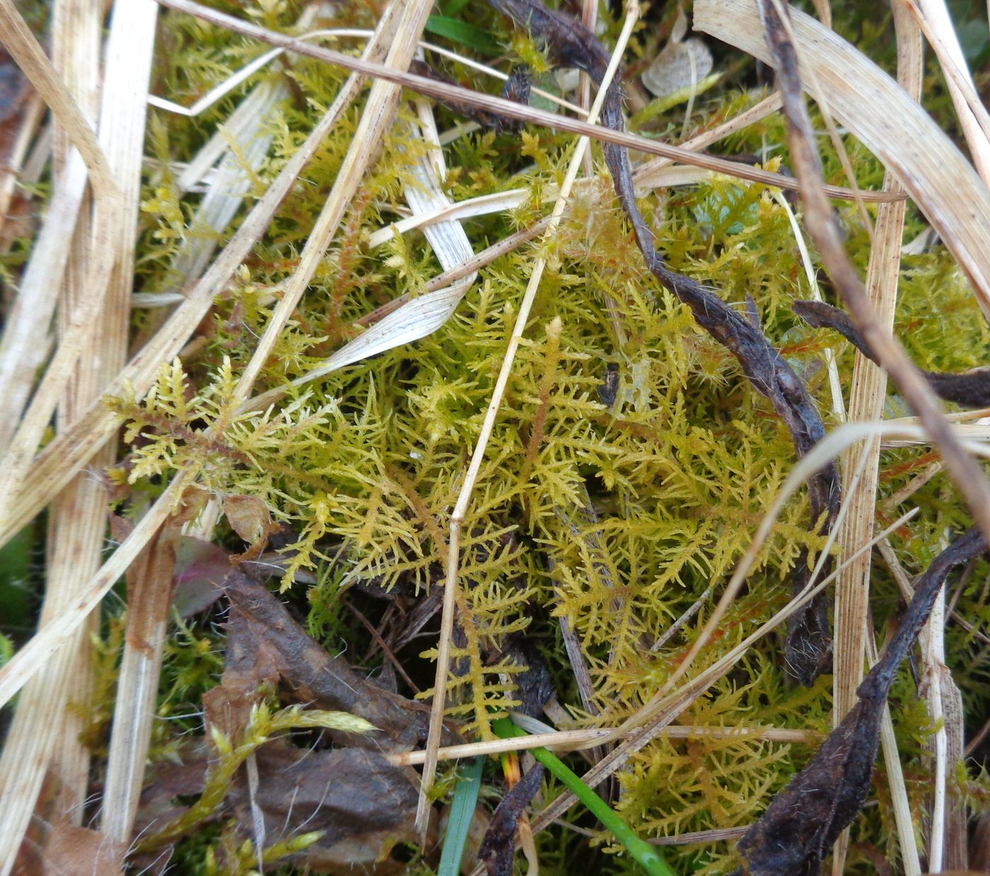 Image of genus Thuidium specimen.