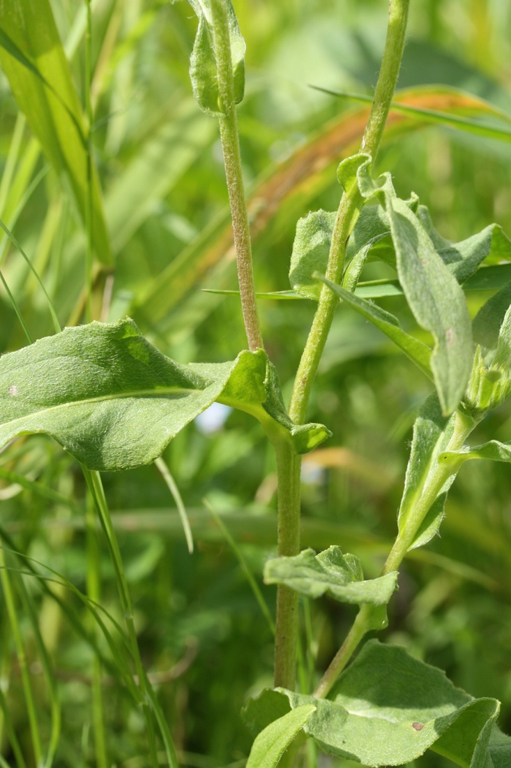 Image of Inula britannica specimen.