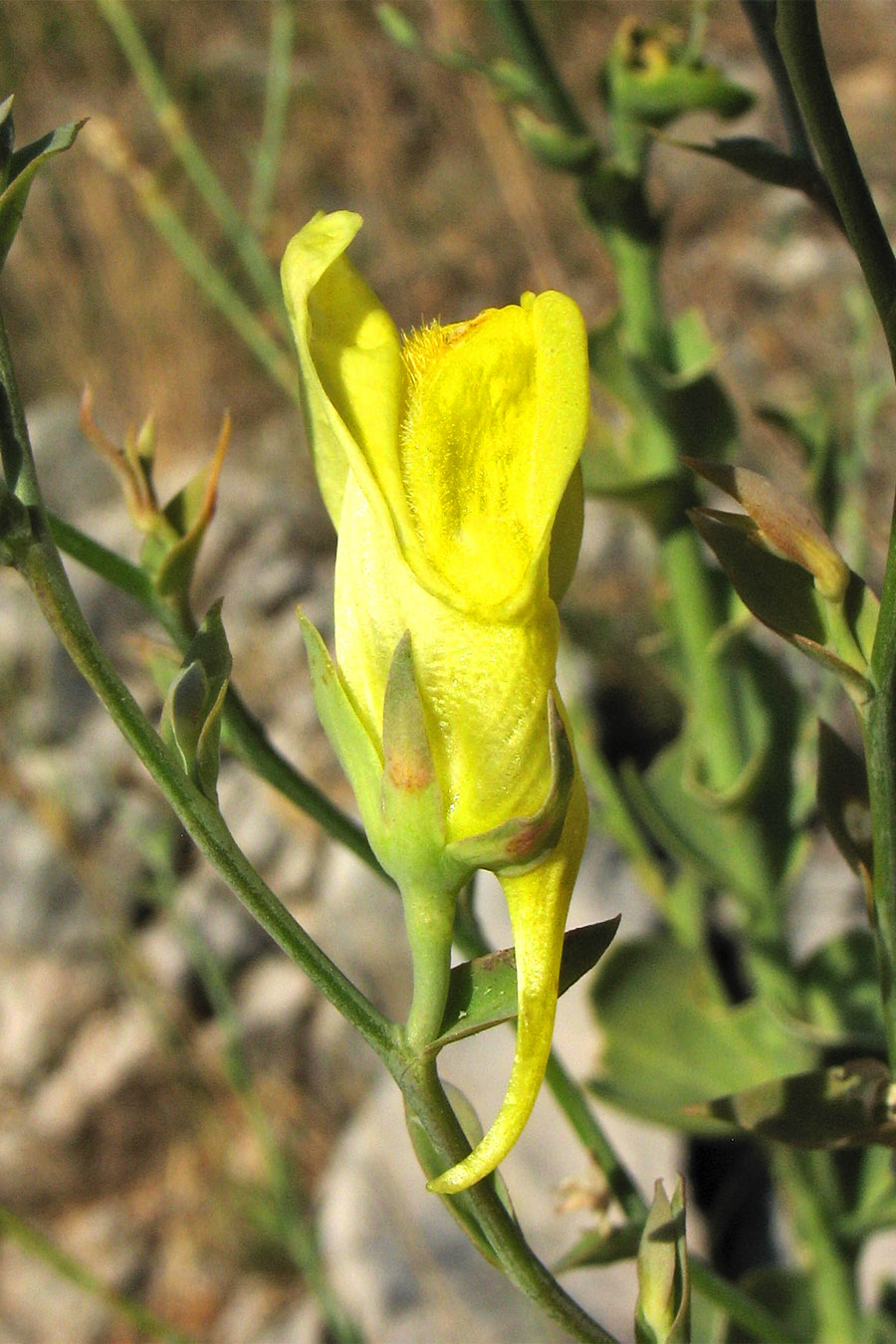 Image of Linaria genistifolia ssp. dalmatica specimen.