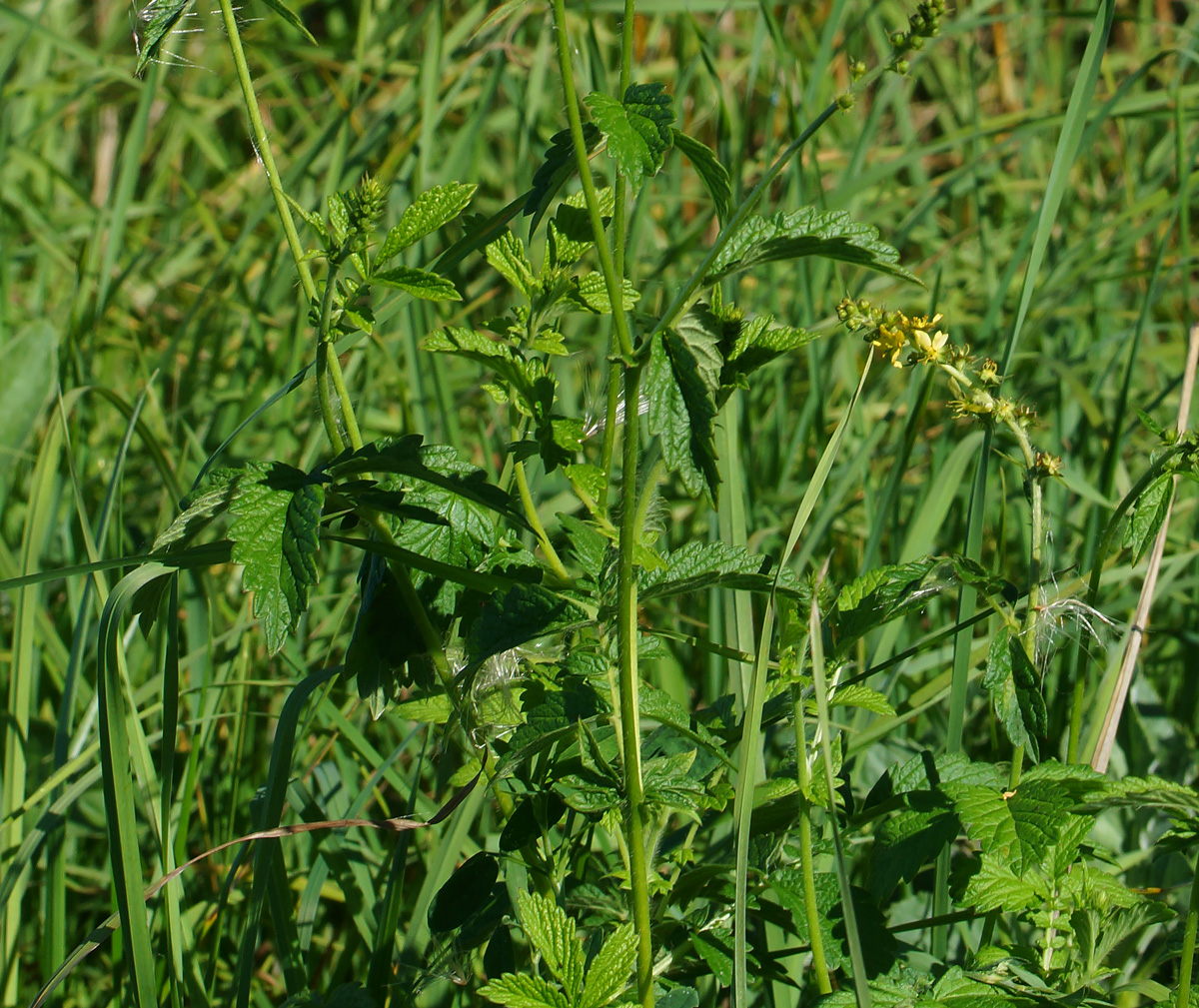 Изображение особи Agrimonia eupatoria.