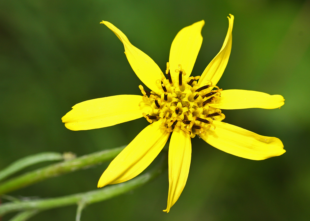 Изображение особи Ligularia jaluensis.