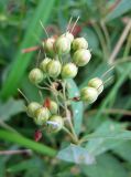 Lysimachia vulgaris. Соплодие. Украина, Волынская обл., Ратновский р-н, юго-западные окрестности с. Окачево, левый берег р. Припять, луг. 29 июля 2010 г.