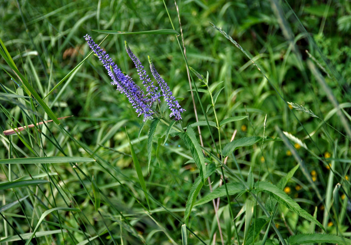 Изображение особи Veronica longifolia.