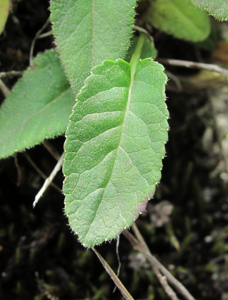 Image of genus Campanula specimen.