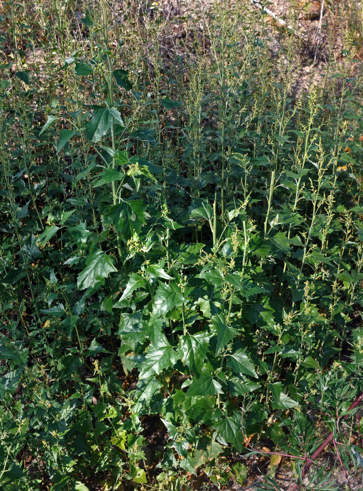 Image of Atriplex sagittata specimen.