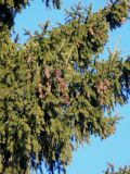 Picea abies